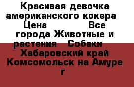 Красивая девочка американского кокера › Цена ­ 35 000 - Все города Животные и растения » Собаки   . Хабаровский край,Комсомольск-на-Амуре г.